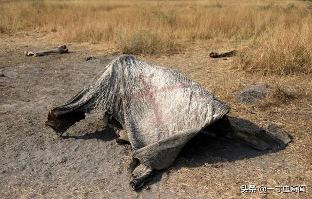 动物死亡动物园动物死亡