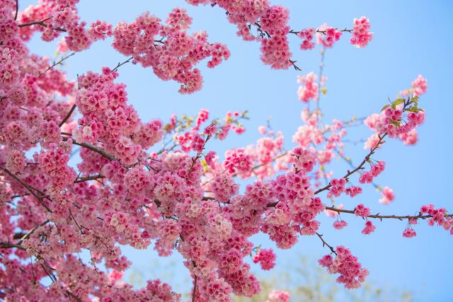 樱花图片（樱花图片高清）