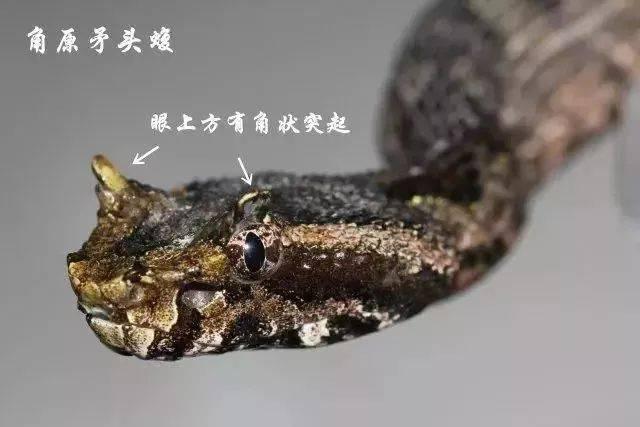 “龙”角奇蛇角原矛头蝮，7年后再现浙江乌岩岭，毒性有多强？