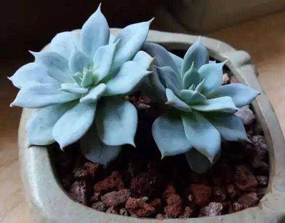 多肉植物图谱 多肉植物图谱