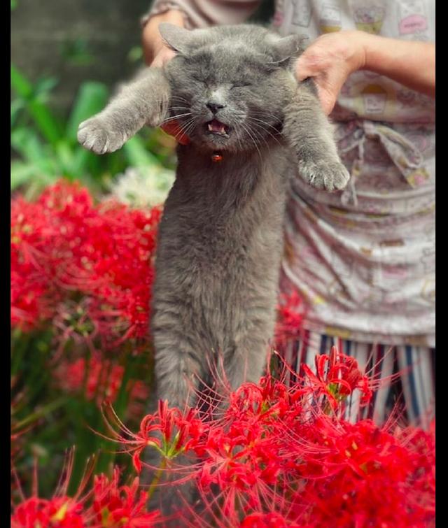 主人強行把貓咪放到花里拍照，它一臉的不情願，像極了曾經的我- kks資訊網