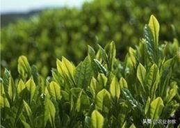 茶树炭疽病防治方法有哪些？2