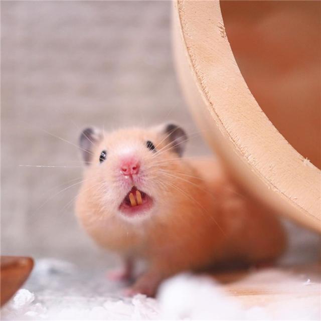 仓鼠会认主人吗 – 周易天地