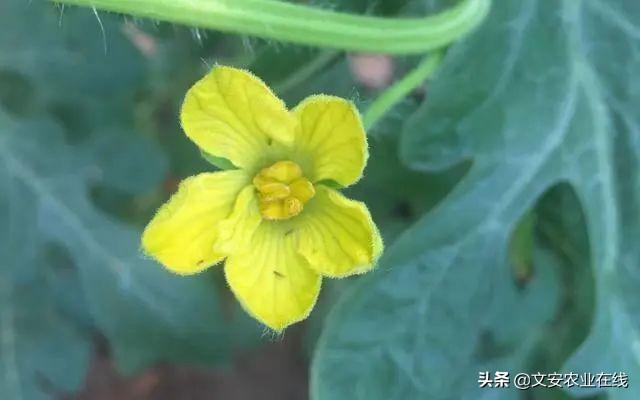 西甜瓜最让人头疼的三大“害虫”，一定要早治！2