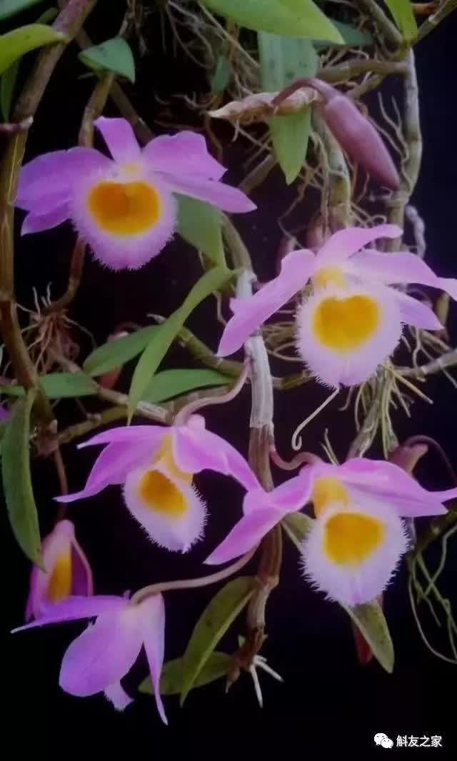 石斛种类 石斛种类（石斛种类有哪些） 生活
