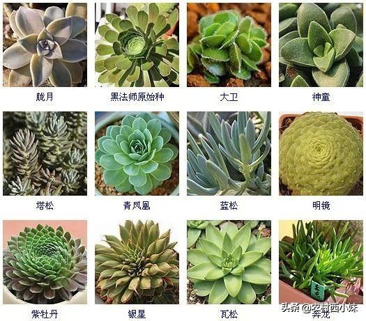 多肉分类 多肉分类（多肉分类及名称图片） 生活