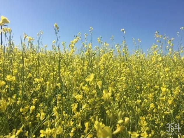 加拿大农业科技公司一览：涉及精确除草、智能灌溉和食品质检领域16