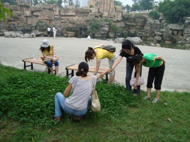 漫山遍野的母猪草：突然变成了长生不老药