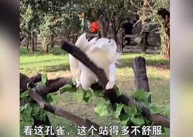 沈阳一景区疑似将孔雀绑在树上供游客观赏？其中一只孔雀脚已经红肿，景区：为了防止孔雀伤人