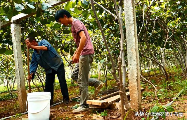 果树摘果后需要追施“月子肥”吗？它和果树秋季施底肥一样吗？8