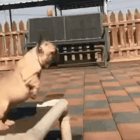 搞笑的动图GIF：这个手相不怎么好，定有牢狱之灾！