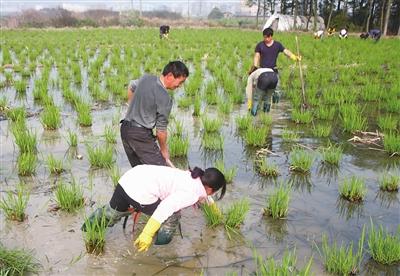 茭白栽植容易高产难，掌握以下几点高质又高产8