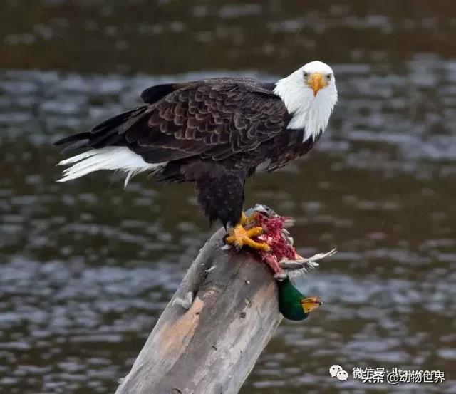 白头海雕
