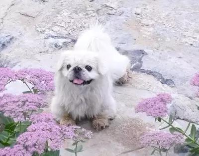 古牧的价格
