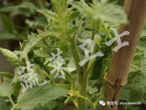 ​夏季高温，番茄“芽枯病”的防控你做好了吗？6