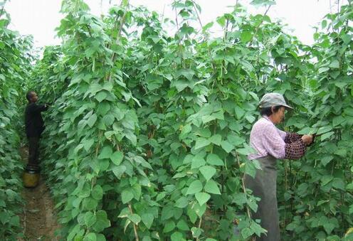 种芸豆，芸豆不坐荚是怎么回事？如何防止？建议做好4点4