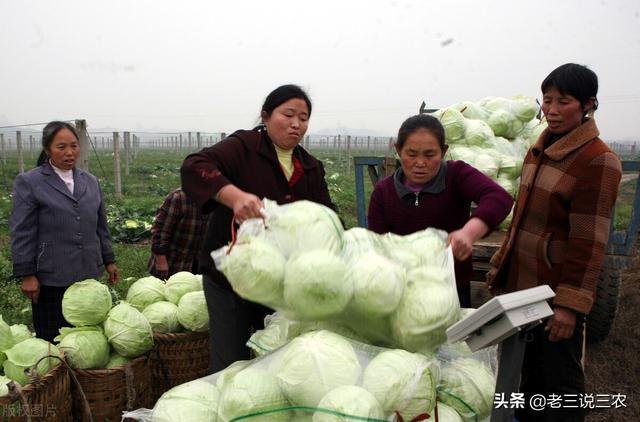 只要一把石灰，解决白菜软化，腐烂，恶臭问题，效果好，亩增60%13