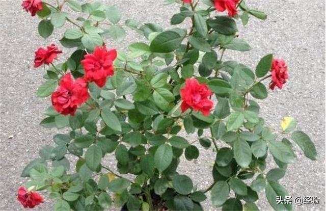 月季花的养殖方法和注意事项(月季花的养殖方法和注意事项盆栽)