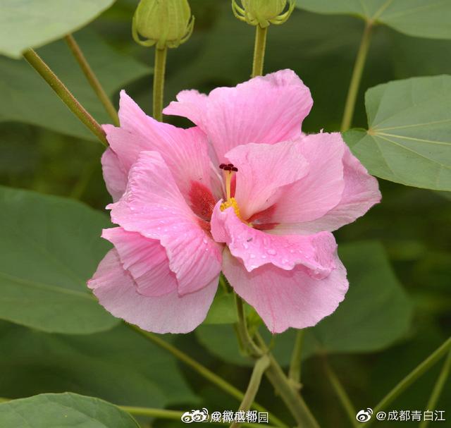 芙蓉代表什么意思