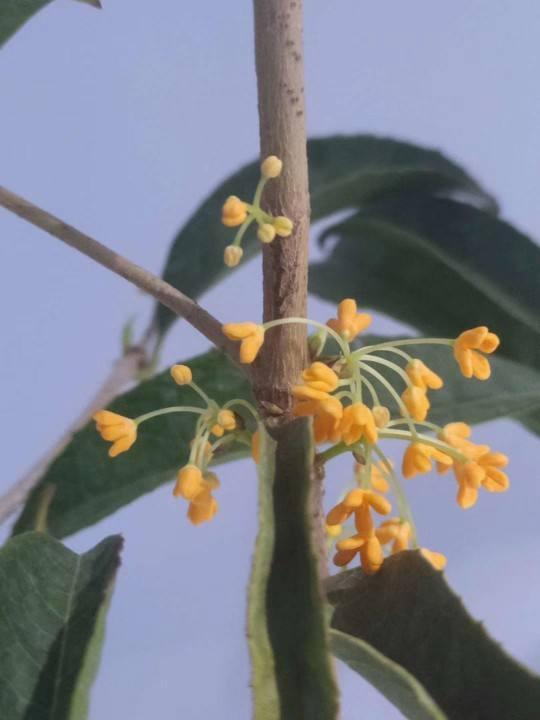 各种花的开花时间