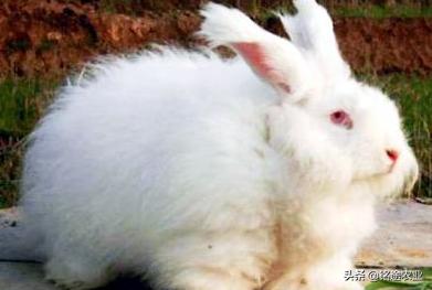 长毛兔养殖视频 长毛兔养殖视频（兔子养殖场视频） 动物