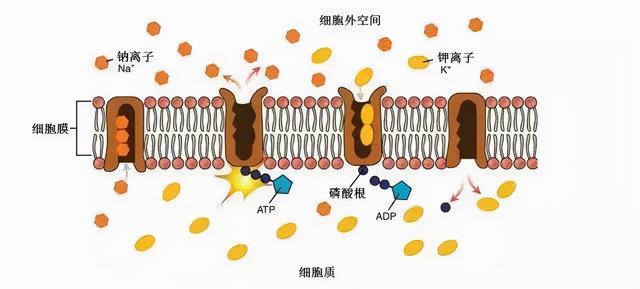 载体蛋白和通道蛋白的区别载体蛋白与通道蛋白