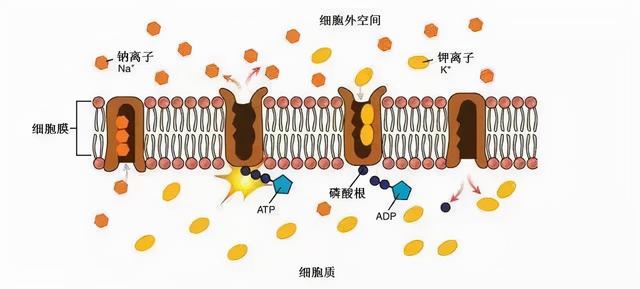 载体蛋白和通道蛋白的区别，载体蛋白与通道蛋白？