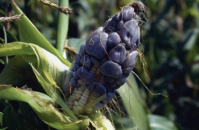 长在玉米上的“瘤状物”是啥？虽然看着恶心，但是药用价值还挺高