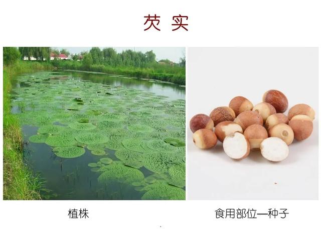 常见水生植物