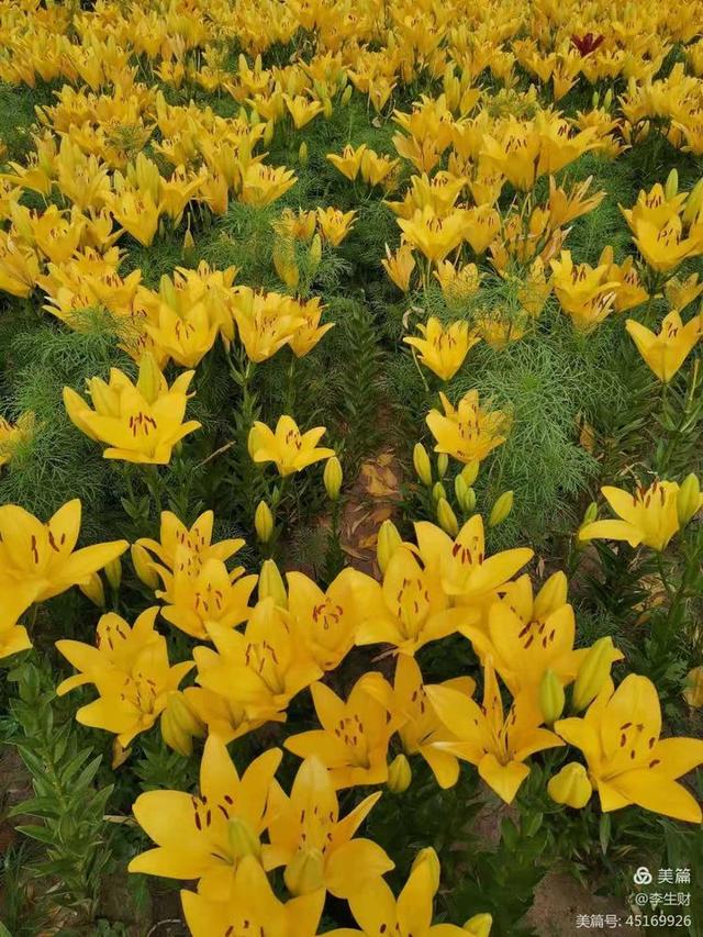 走进紫晨广场：文/李生财，图/郭翠枝