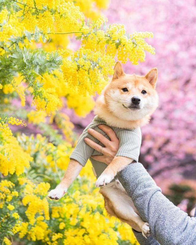 可爱狗狗图片