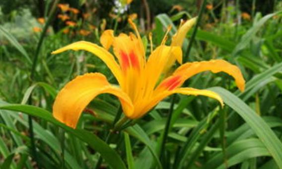 冥界之花有哪些（盘点6种很美的“冥界之花”）