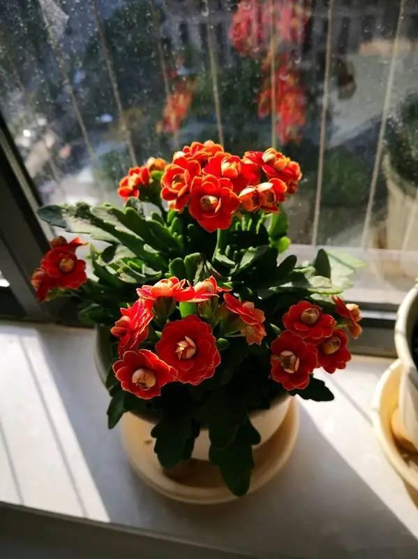 家里最旺财的十种花 家里最旺财的十种花（兰花） 生活
