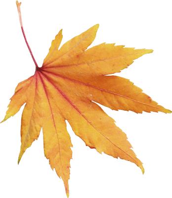 秋天成语，秋高气爽是关于秋天的成语吗？