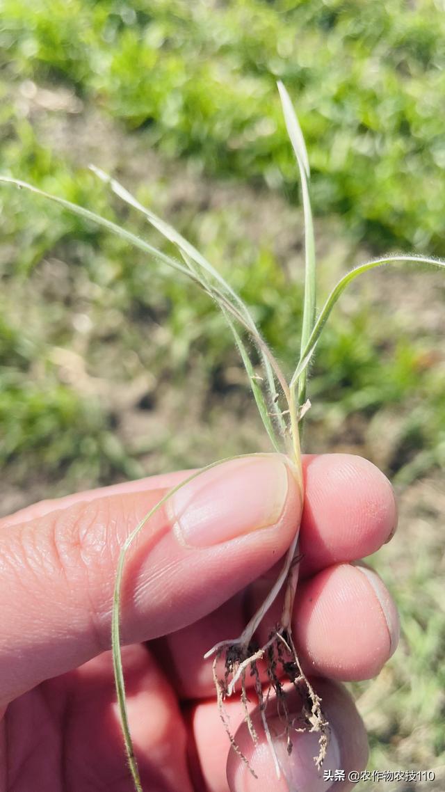 剧烈降温前，小麦、油菜能除草吗？又该怎么管理呢？4