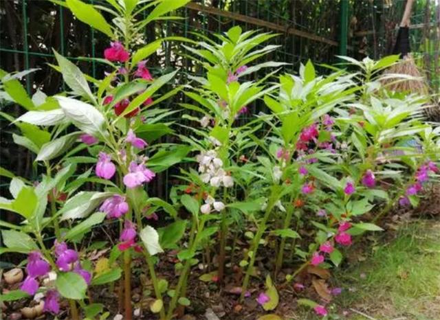 凤仙花种子 凤仙花种子（凤仙花种子几天发芽） 生活