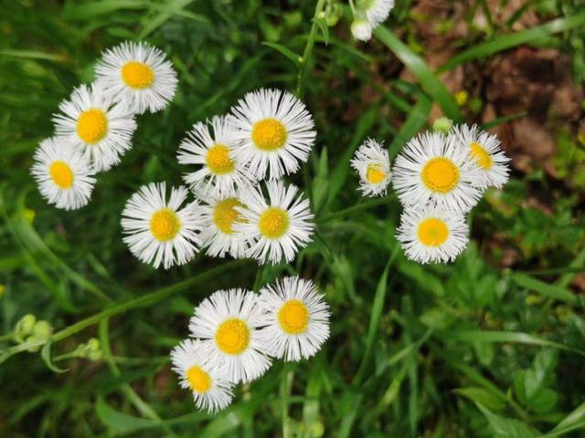 薇甘菊 薇甘菊（薇甘菊危害事件） 生活