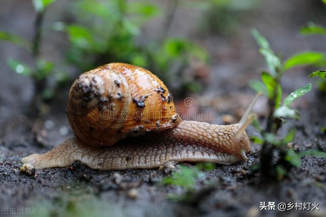 菜地里有许多蜗牛，又不想使用农药怎么办？这几种方法都非常有效3