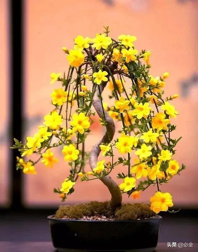 盆景制作