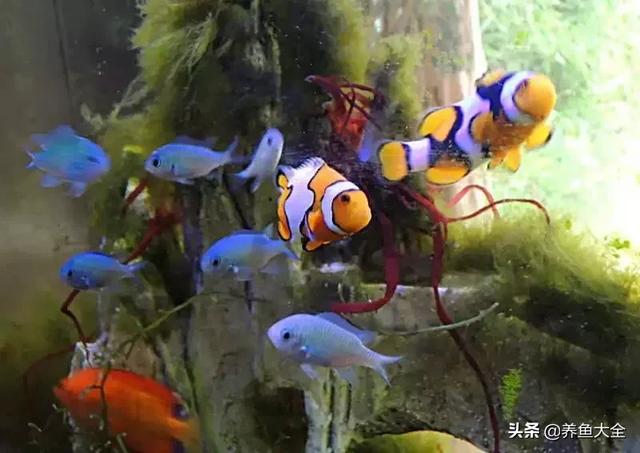 一缸多过滤机