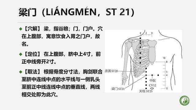 足阳明胃经与腧穴