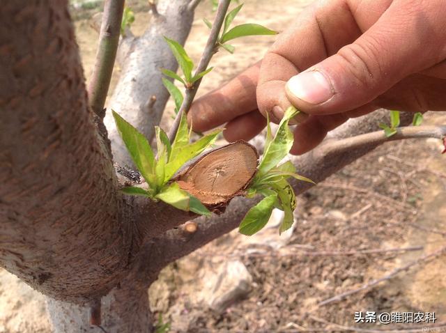 桃树、苹果等果树蚜虫，用这种新方法防治，杀虫更干净彻底