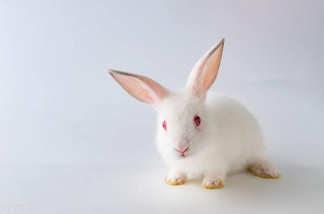 宠物兔品种（宠物兔品种介绍）