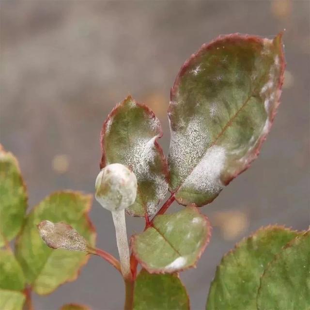 常见5种内吸性广谱杀菌剂，可以轻松去除植物感染的病害4