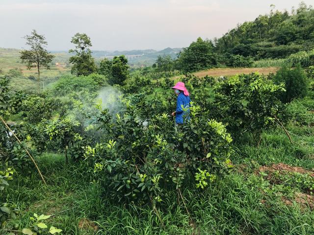 杀菌剂及其作用机理