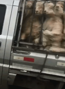 爆笑的动态图片：下跪也没用，狗肉今天是吃定了