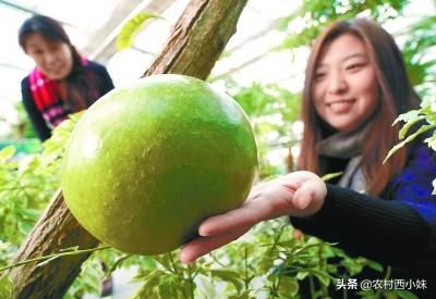 西瓜树 西瓜树（西瓜树简笔画） 生活