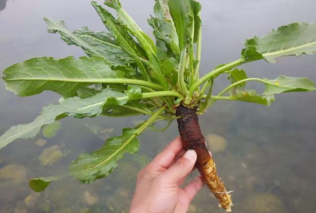 牛舌草,建议少吃肉多吃它(牛舌草根煮水喝治疗什么)