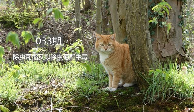 兽医常说的：猫咪“除虫菊酯及拟除虫菊酯中毒”是什么病？