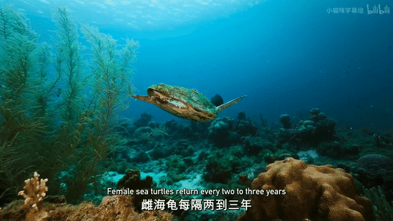 16部超赞自然纪录片，让孩子足不出户看到地球的“真实面目”！